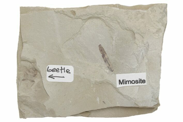 Fossil Leaf and Beetle Plate - Utah #219801
